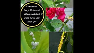 homemade fungicide to treat yellow leaves with black spots aphids amp mealy bugs for rose plants [upl. by Aurelia]