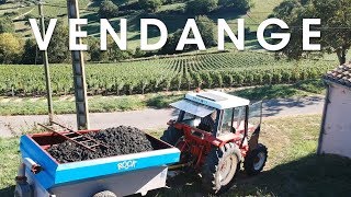 Vendange  Red Grape Harvest in Burgundy France [upl. by Yeta]