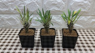 ซื้อต้นไม้ออนไลน์ EP 5 l IG Green Castus shop Pachypodium Lamerei [upl. by Alyda71]