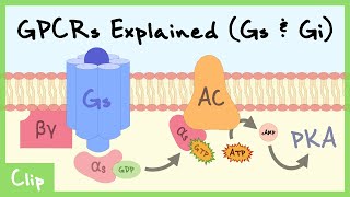 Gs amp Gi Pathways Of GProteinCoupled Receptors Explained  Clip [upl. by Kulsrud]