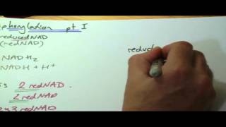 OCR A2 revision oxidative phosphorylation part 1 [upl. by Vierno]