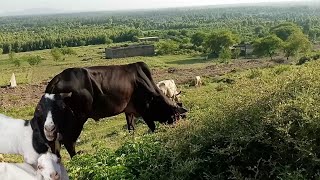 Goats and Cows life on this beautiful forest mountain [upl. by Hcurob]