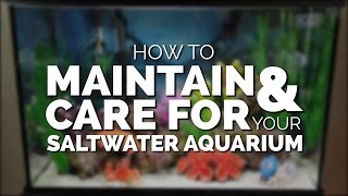 Ep 35 of 125  A guide to saltwater tank for beginners [upl. by Platas]