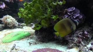 Chaetodon kleinii Kleinii butterflyfish [upl. by Shaylyn]