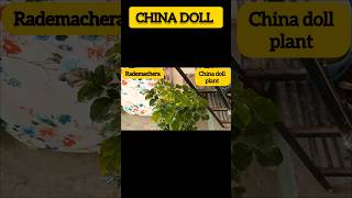 CHINA DOLL PLANT gardengreenvlog chinadollplant radermachera indoorplants plants youtubeshorts [upl. by Sherurd]