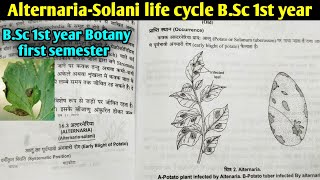 Fungi Alternariasolani life cycle Early Blight of Potato  BSc first year botany 1st semester [upl. by Lativa]