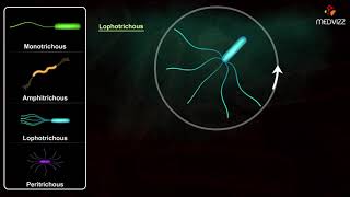 Flagella Arrangements  Arrangement of Bacterial Flagella [upl. by Billat53]