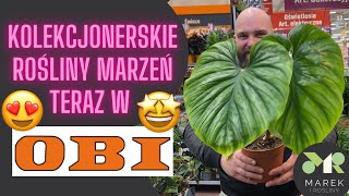 Kolekcjonerskie rośliny marzeń w OBI💚Są w wielu sklepach🤩 Szokująco piękna nowa dostawa😍Majówka [upl. by Celestia]