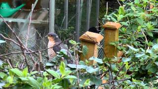 Sparrowhawk Magpie and some very frightened Sparrows [upl. by Thirzi]