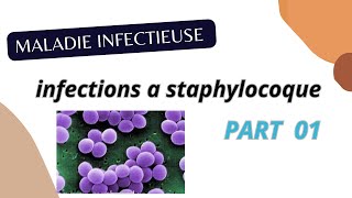 Infections a staphylocoque PART 01  Maladies infectieuse 4 éme MED [upl. by Nazus]