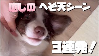 第７話【癒しのへそ天3連発！】ボーダーコリーのジョイくん [upl. by Aicela]