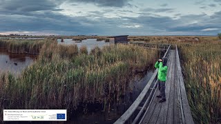 Der Neusiedler See und sein Schilfgürtel [upl. by Acinorev]