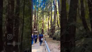 Hiking at Muir woods San Francisco [upl. by Ynnav203]