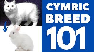 Cymric Cat 101  Breed amp Personality [upl. by Ruddy]