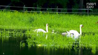 Harmony by the Water Swan Family With Ducklings and a Storks Elegance [upl. by Eam]