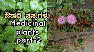 Part2  25 Medicinal plants in Kannada Ayurvedic Plants [upl. by Barrow]