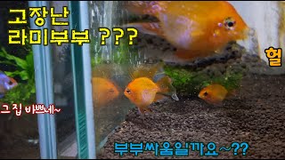 라미부부 왜이러죠 아시는분 Golden balloon ramirezi Golden ball ramirezi [upl. by Calore]