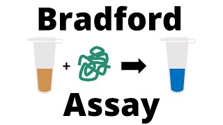 How to determine the Protein Concentration with the Bradford Assay [upl. by Akinwahs]