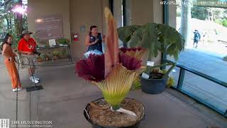 2019 Corpse Flower Time Lapse The Huntington [upl. by Imeaj]