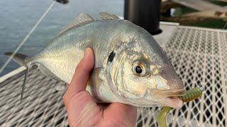 Ep 48 Flicking lures for a variety of fish in Merimbula [upl. by Hannis]