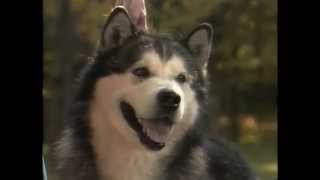 Alaskan Malamute  AKC Dog Breed Series [upl. by Resarf]