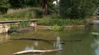 Sumpfschildkroeten ziehen in den Melbweiher [upl. by Ahsilak]