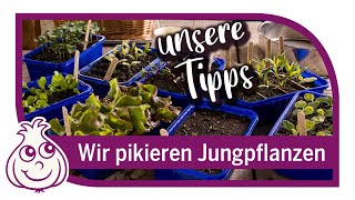 Anzucht im Februar von Jungpflanzen  richtig pikieren amp pflegen nach der Aussaat [upl. by Aihn573]