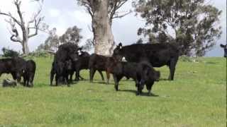 CAAB  Certified Australian Angus Beef [upl. by Stanway]