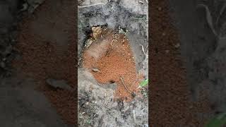 Granular Carpenter Ant Bait [upl. by Orpheus824]