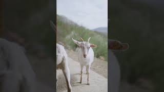 Goats and Sheep Baa Goat and Sheep sound in English [upl. by Kynan]