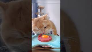 Challenge Kitten eats raw beef with strips and eggs cute pets meow cutespets [upl. by Lindy]