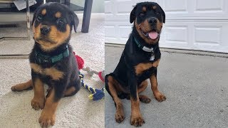 Rottweiler puppy vs all grown up 05 [upl. by Wilhelmine]