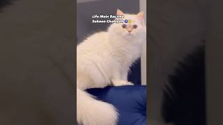 Happy birthday Vibes cutecat cat shorts love shortvideo [upl. by Otte79]