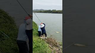 Câu cá sông vẫn rất nhiều ẩn số 🎣🐟cauca fishing short [upl. by Nannie]