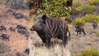 15 Amazing Shots in 8 Minutes ULTIMATE Wild Boar Hunting Compilation hunting [upl. by Ecela]