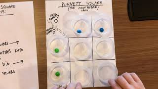 Intro to Genetics Lesson amp Punnett Square Activity [upl. by Gipson]