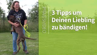 Hundeerziehung ➡️ 3 TIPPS um Deinen Liebling zu bändigen ➡️ Praxisvideo ✔️ [upl. by Maxi]