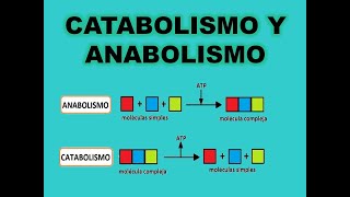 Catabolismo y anabolismo [upl. by Divan78]