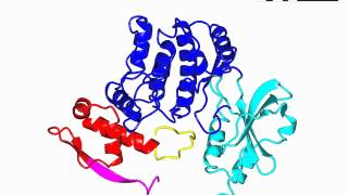 p21 activated protein kinase [upl. by Annuaerb]