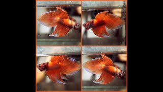 Betta Fish Fancy ORANGE TIGER KOI Veil Tail VT Male T170 [upl. by March697]