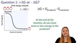 ExergonicEndergonic Reactions and Free Energy ΔG with Practice Questions [upl. by Ntsuj477]