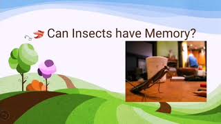 Sensory Organs in Insects [upl. by Terhune979]