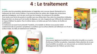 Loïdium  comment lidentifier et lutter [upl. by Fidele]