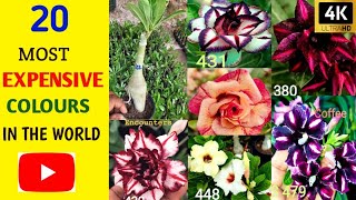 different types of adenium plant  wholesale adenium plant nursery kolkata  home delivery all India [upl. by Catherine]