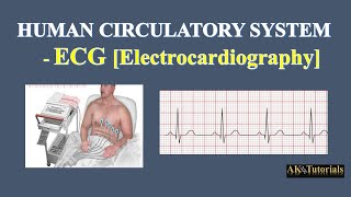 Lec 08 ECG Electrocardiogram  Human CardioVascular System [upl. by Ciardap]