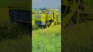 combine combineharvester tractor shortsfeed shorts harvestervideo reels ytshorts cartoon [upl. by Sitnik]