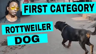 FIRST CATEGORY ROTTWEILER DOG [upl. by Hayifas]