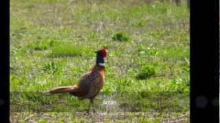 Pasari din Romania 2  Birds  Oiseaux [upl. by Repsihw922]