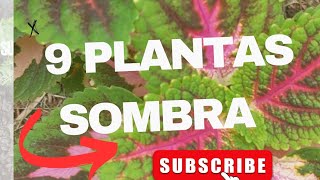 ●SURPREENDA● Como cultivar PLANTAS de meia sombra [upl. by Nottage214]