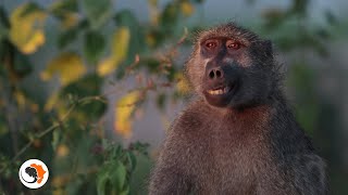 Chacma baboons  The Kruger National Parks entertainers [upl. by Elimay]